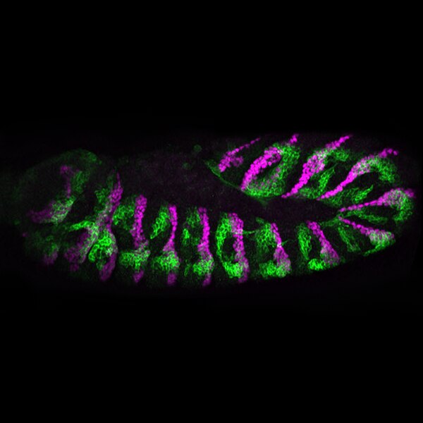 Confocal microscope image of a Drosophila embryo labeled with DSHB antibody 4D9 (magenta). PMID: 37714829, Fig. 3G.